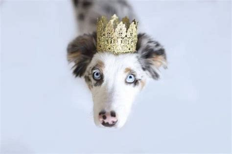 Pet Birthday Crown Gold Lace Crown For Dogs And Cats Lola Pet Crown