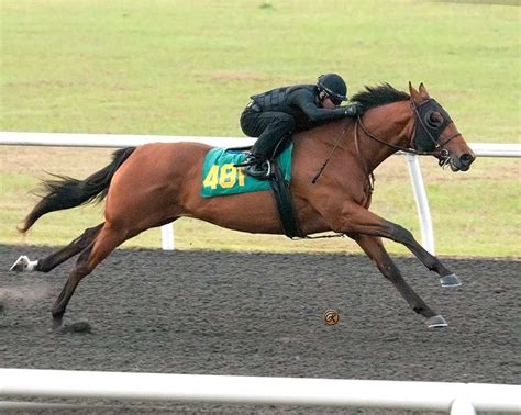 950000 Broken Vow Colt Tops Final Obs March Session Paulick Report