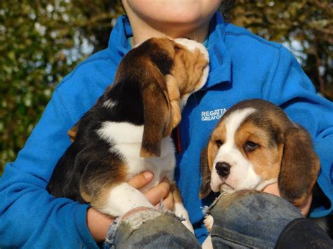 No puppies available at this time. Beagle Puppies For Sale | Blue Bell, PA #292483 | Petzlover