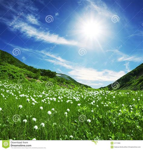 Mountain Meadow Stock Photo Image Of Flower Countryside 4171686