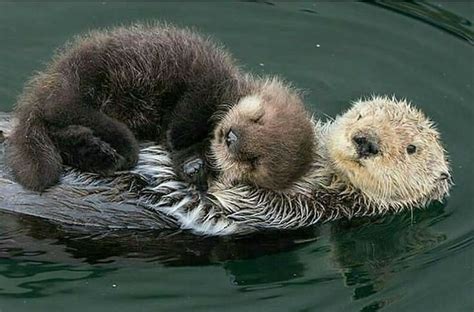 Nutrias Otters Cute Baby Otters Animals Hugging