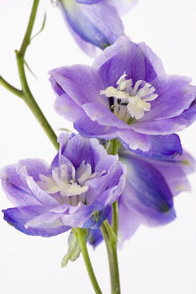 Get daily tattoo ideas on socials. Blue Delphinium - Tall Beauty | For the Home | Pinterest ...