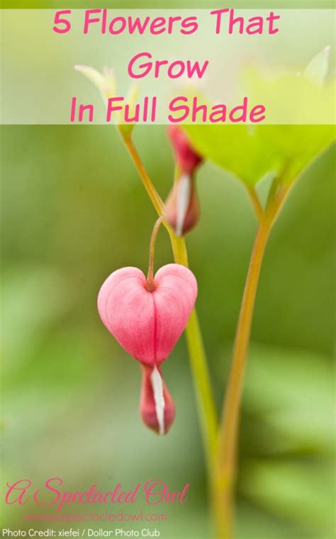 These adaptable plants can survive in full sun or full shade. Five Flowers That Grow In Full Shade - A Spectacled Owl
