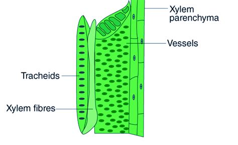 Xylem Tissue Structure