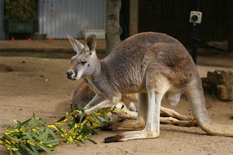 Most kangaroos are herbivores, primarily eating grass and other vegetation. Kangaroo Eating | Flickr - Photo Sharing!
