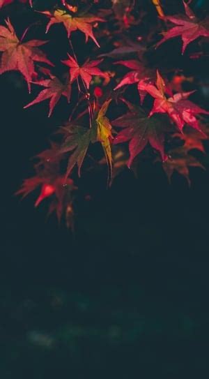 Red Maple Leaves Free Image Peakpx