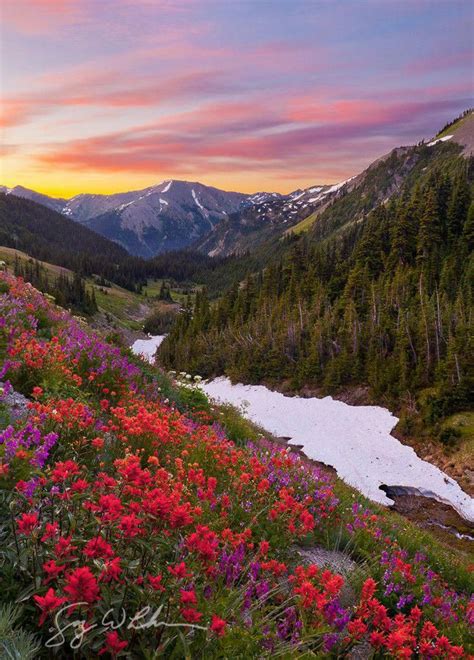 Badger Valley Wildflowers Breathtaking Wildflower Landscape