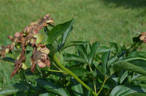 A reblooming rose will eventually produce more blossoms but roses that typically just blossom once each season will not. Southern Peony: 2013 How to Deadhead an Herbaceous Peony