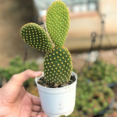 Opuntia cactus prickly pear cactus cactus y suculentas bunny ear cactus cactus flower cactus cactus flower bookey flower film flower pots. Opuntia Microdasys in 2020 | Bunny ear cactus, Cactus ...