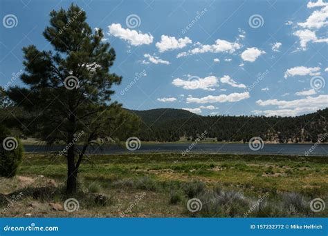 Pine Tree At Quemado Lake New Mexico Stock Photo Image Of Rural