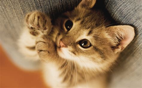 Free Download Image Cats And Kittens Wallpapers Hdkitten Cat Big Cat