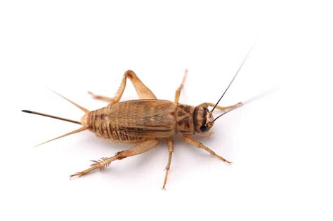 How Do Crickets Get Into Your House The Bug Master Pest Control And