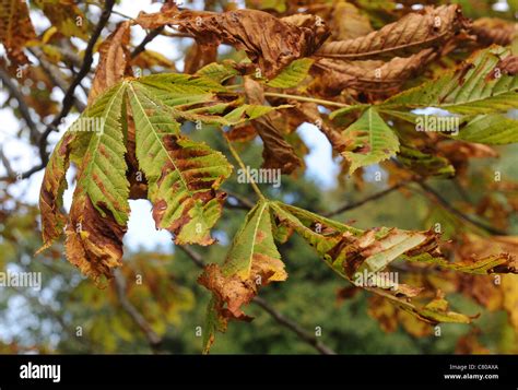 Diseased Horse Chestnut Aesculus Hippocastanum Leaves Showing Brown