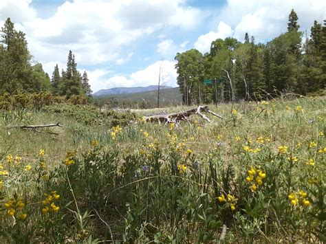 Along the trails you can encounter treed forests, streams, waterfalls and above all that is the prairie that the cactus canyon creek cuts through. Forbes Park Colorado Information