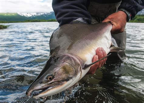 In Defense Of The Lowly Pink Salmon Alaska Magazine