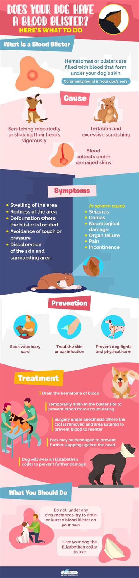 Does Your Dog Have A Blood Blister Heres What To Do Top Dog Tips