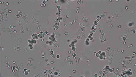 Budding Yeast Cells Microscope Micropedia