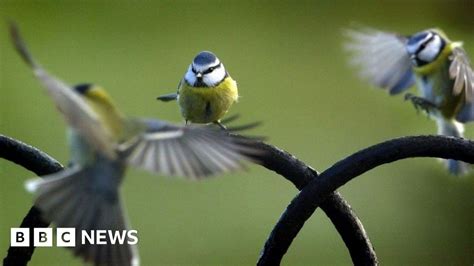 Big Garden Birdwatch Thousands Join Rspb Weekend Bbc News