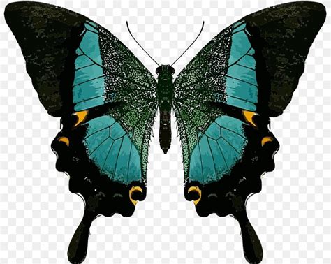 Swallowtail Butterfly Insect Symmetry Swallowtails PNG 800x654px