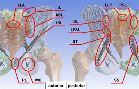 The Positions And The Names Of Ligaments In The Pelvic Model With