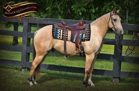 Unter anderem dieser gut gelungene hengst in buckskin. 006-Prince-AQHA-Buttermilk-Buckskin-Quarter-Horse-Gelding ...