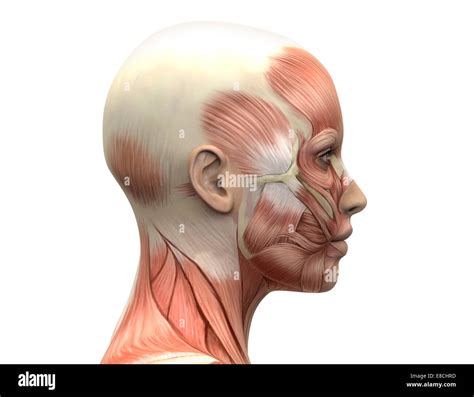 Female Head Muscles Anatomy Stock Photo Alamy