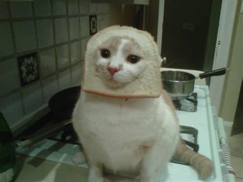 Bread Cat Blank Template Imgflip