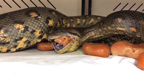 Anaconda Eating Infertiles After Giving Birth Youtube