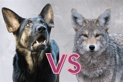 German Shepherd Vs Coyote Who Would Win In A Fight The German
