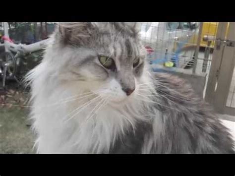 Very affectionate and a curious handsome boy. Maine Coon Cat Chinchilla silver - YouTube