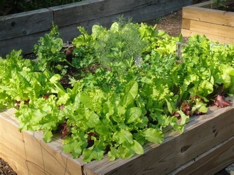 Raised Vegetable Garden Clever And Creative Home
