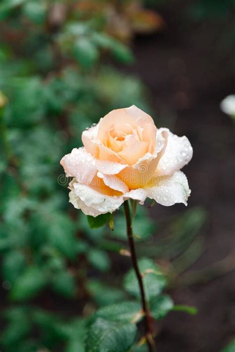Beautiful Yellow Rose Flower After Rain Stock Image Image Of Liquid