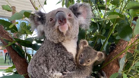 A Baby Koala Has Just Emerged From Her Mums Pouch At This Sydney Zoo