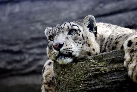 Snow Leopard Hd Hd Animals 4k Wallpapers Images