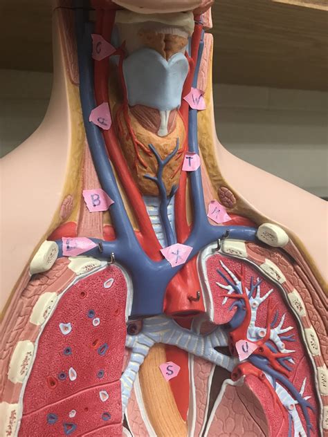 Neck Chest Veins Arteries Diagram Quizlet