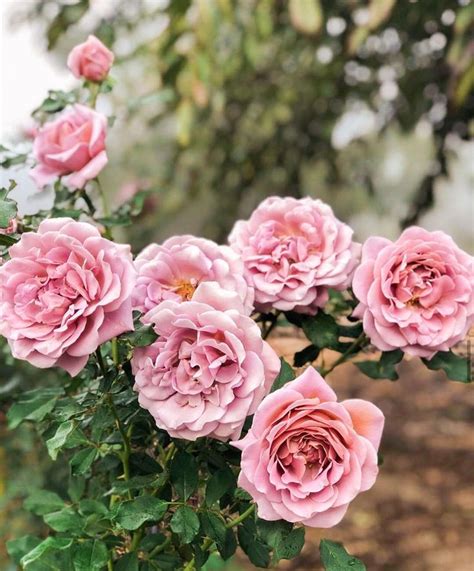 Grace Rose Farm On Instagram Another Day Another Gorgeous Rose To