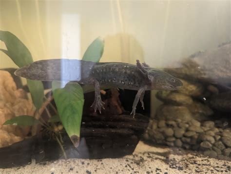 My Axolotl Is Now 7 Months Now And Im Wondering What Sex They Are And