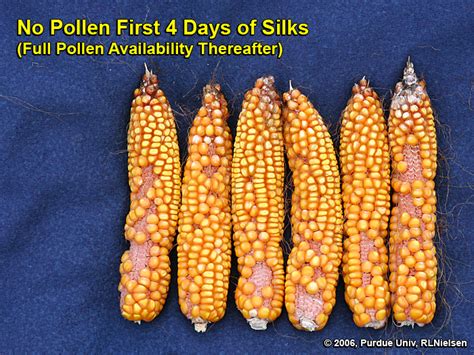 Silk Development And Emergence In Corn Purdue University Pest Crop Newsletter