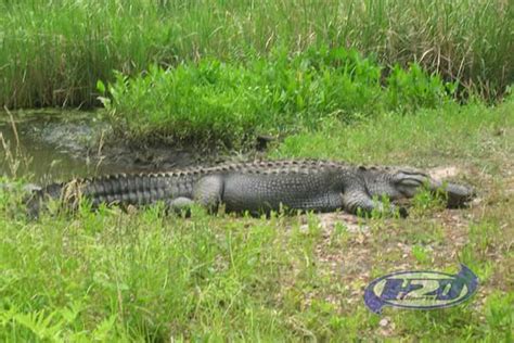 Alligator Tours Hilton Head Island Sc Wildlife Tours At Sea Pines