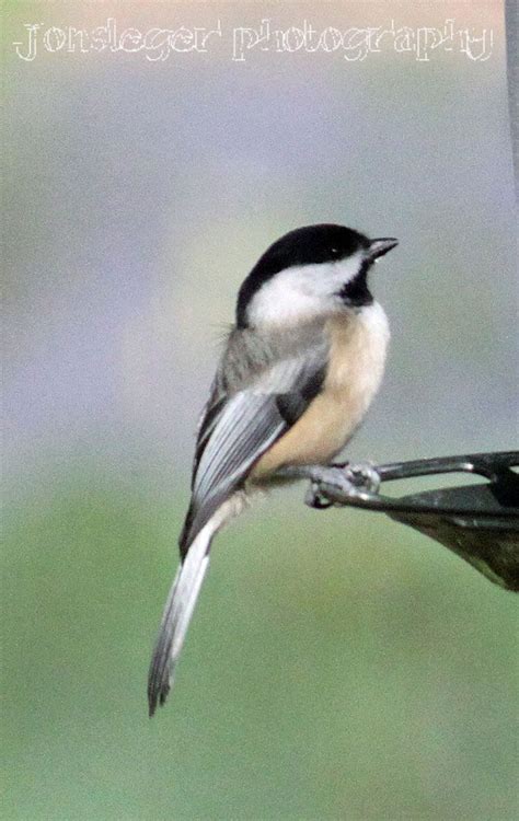 Photos of birds all around illinois. Northern Illinois Birder: Year Round Birds in Northern ...
