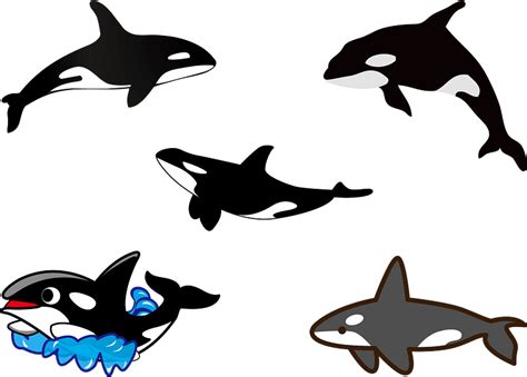 Killer Whale Vector Free Download Creazilla