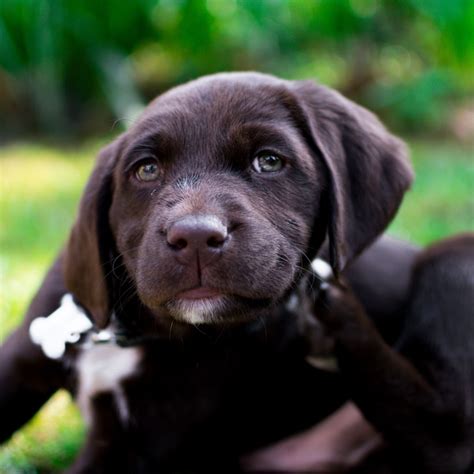 1 Labrador Retriever Puppies For Sale In Texas