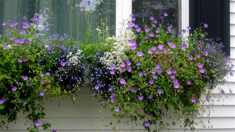 Metal window boxes work best with vinyl siding hooks, because they typically have holes that will slide right onto the hooks. How to Build a Picture Window-Sized Window Box (on Vinyl ...