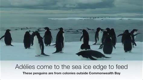Giant Iceberg Decimates Adélie Penguin Colony At Cape Denison Youtube