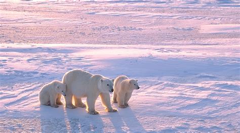 Canadian Arctic Cruises Viva Expeditions
