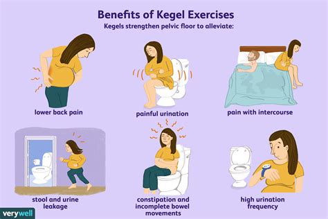 ¿qué Son Los Ejercicios De Kegel Medicina Básica