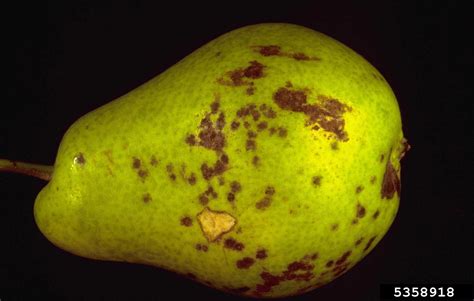 Pear Scab Venturia Pirina