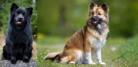 Swedish Lapphund Vs Icelandic Sheepdog Breed Comparison