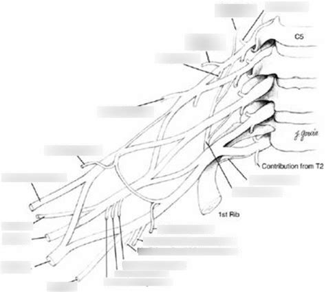 Brachial Plexus Additional Diagram Diagram Quizlet