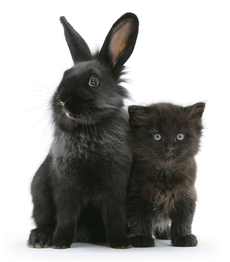 Pet Doppelgängers Adorable Photos Of Cats And Rabbits